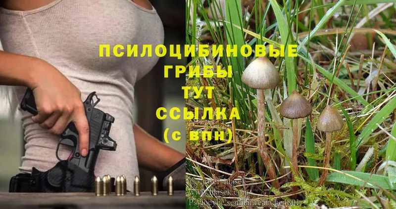 Галлюциногенные грибы MAGIC MUSHROOMS  Чехов 